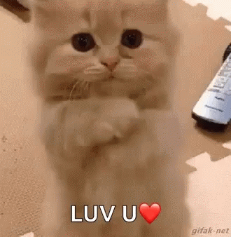 Kitten Love GIFs
